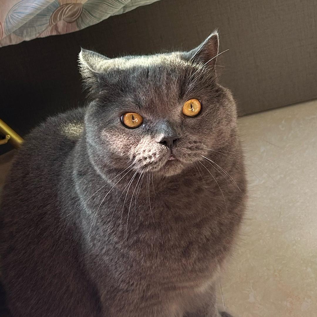 咪…