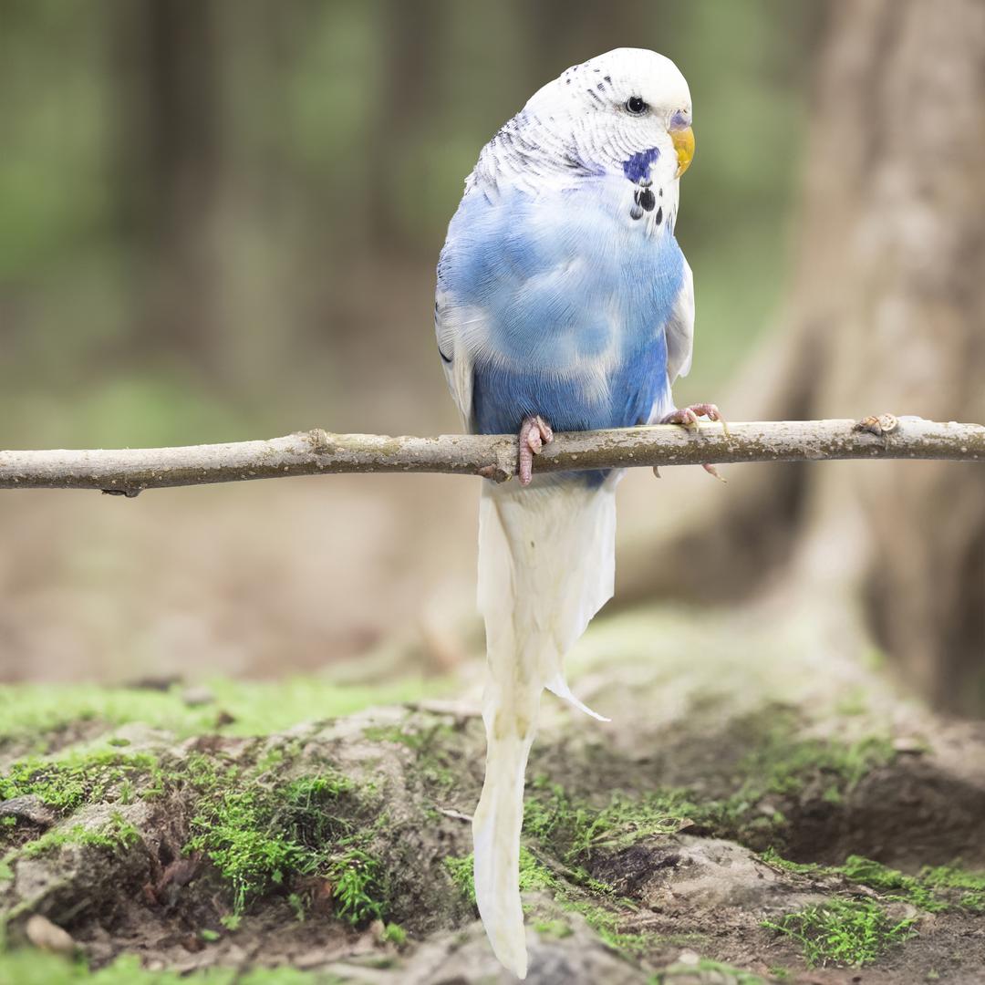 大洋萌宠鹦鹉世家