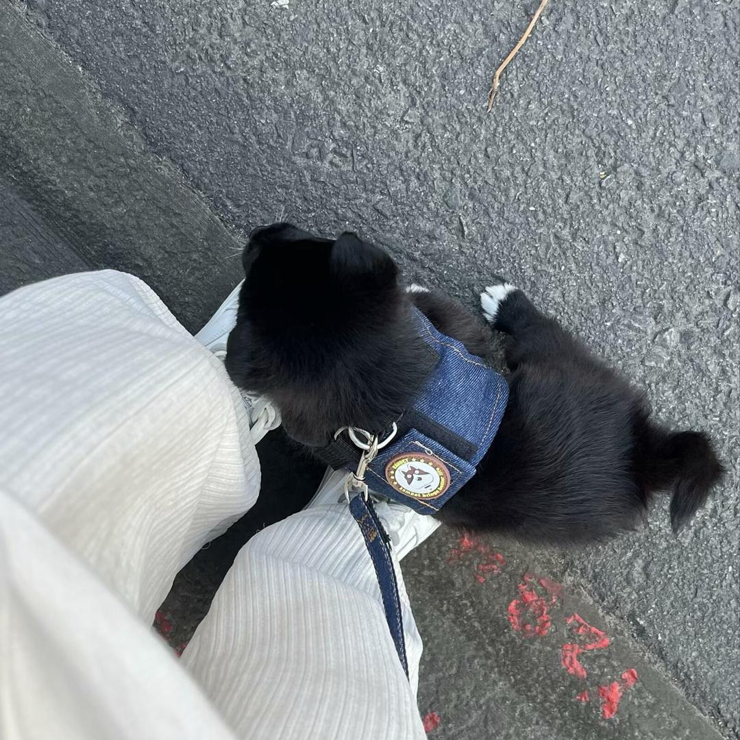 笨笨睡不醒