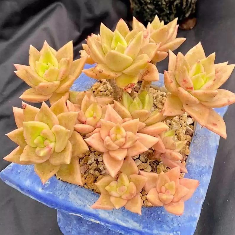 诺一的精品肉肉园