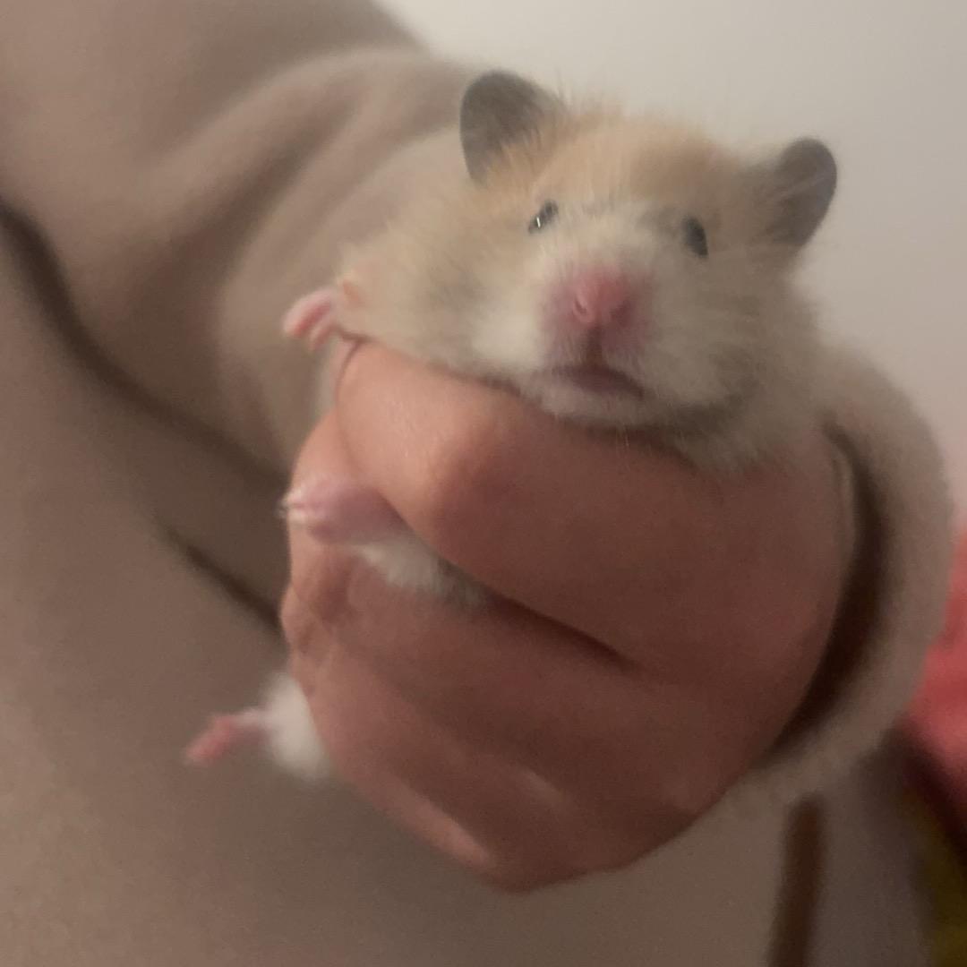 鼠鼠🐭