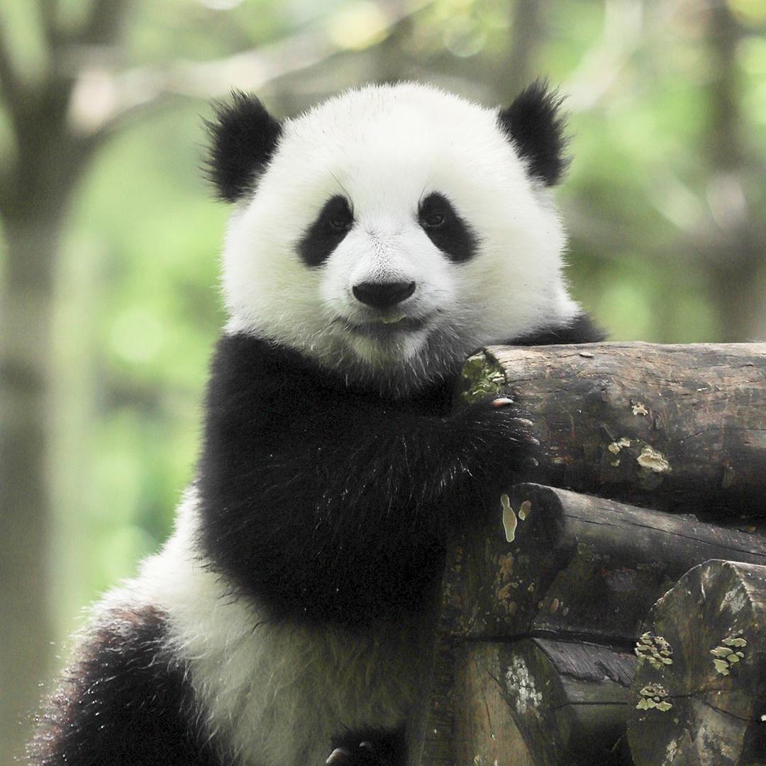 小瑞