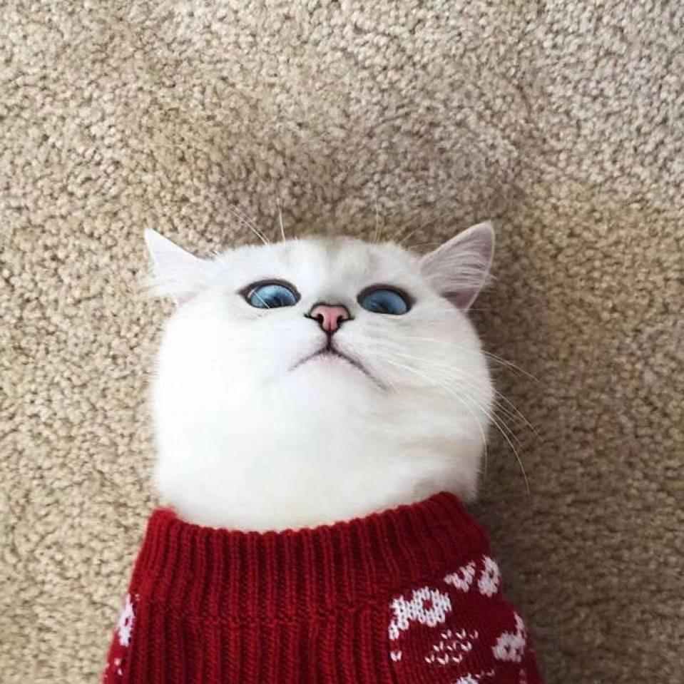 cC康康