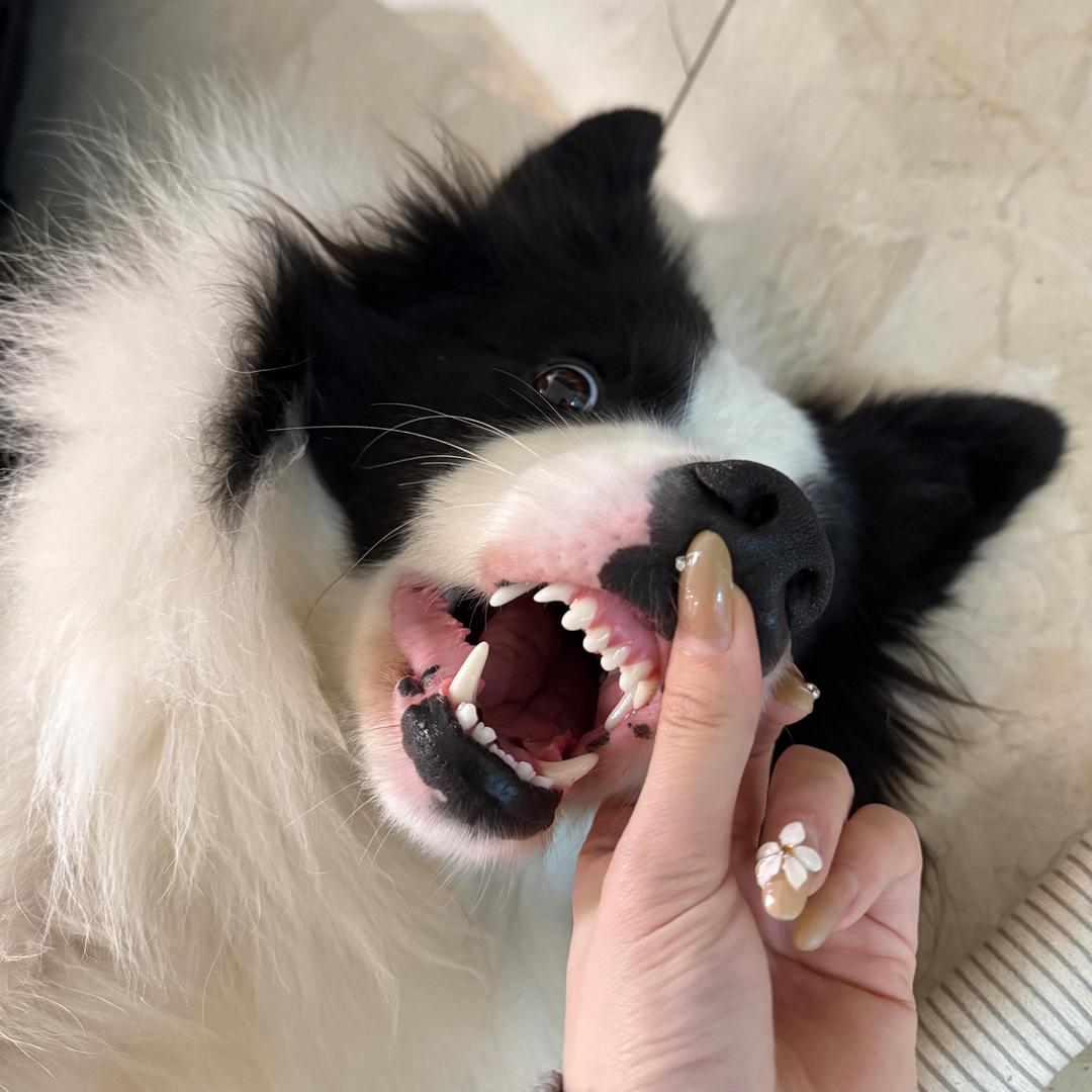 Ever小狗事务所（新号开播）