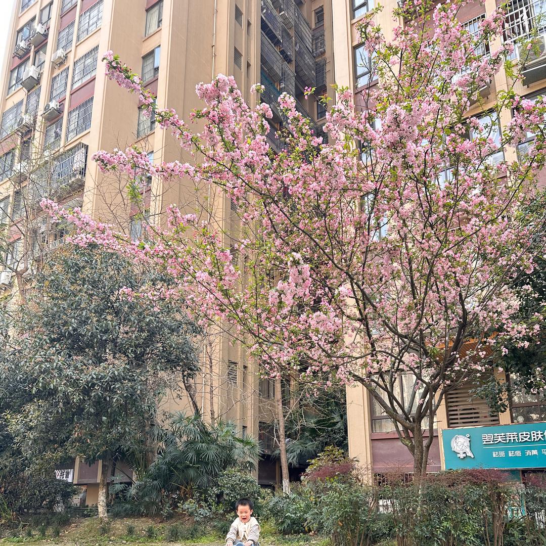 魏小姐德塔塔、