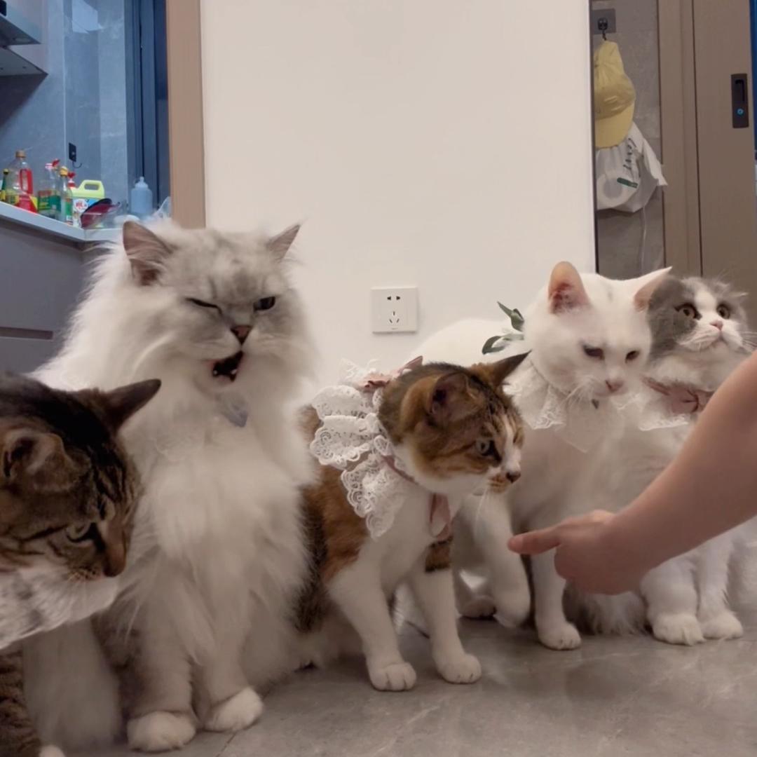 家有猫宝