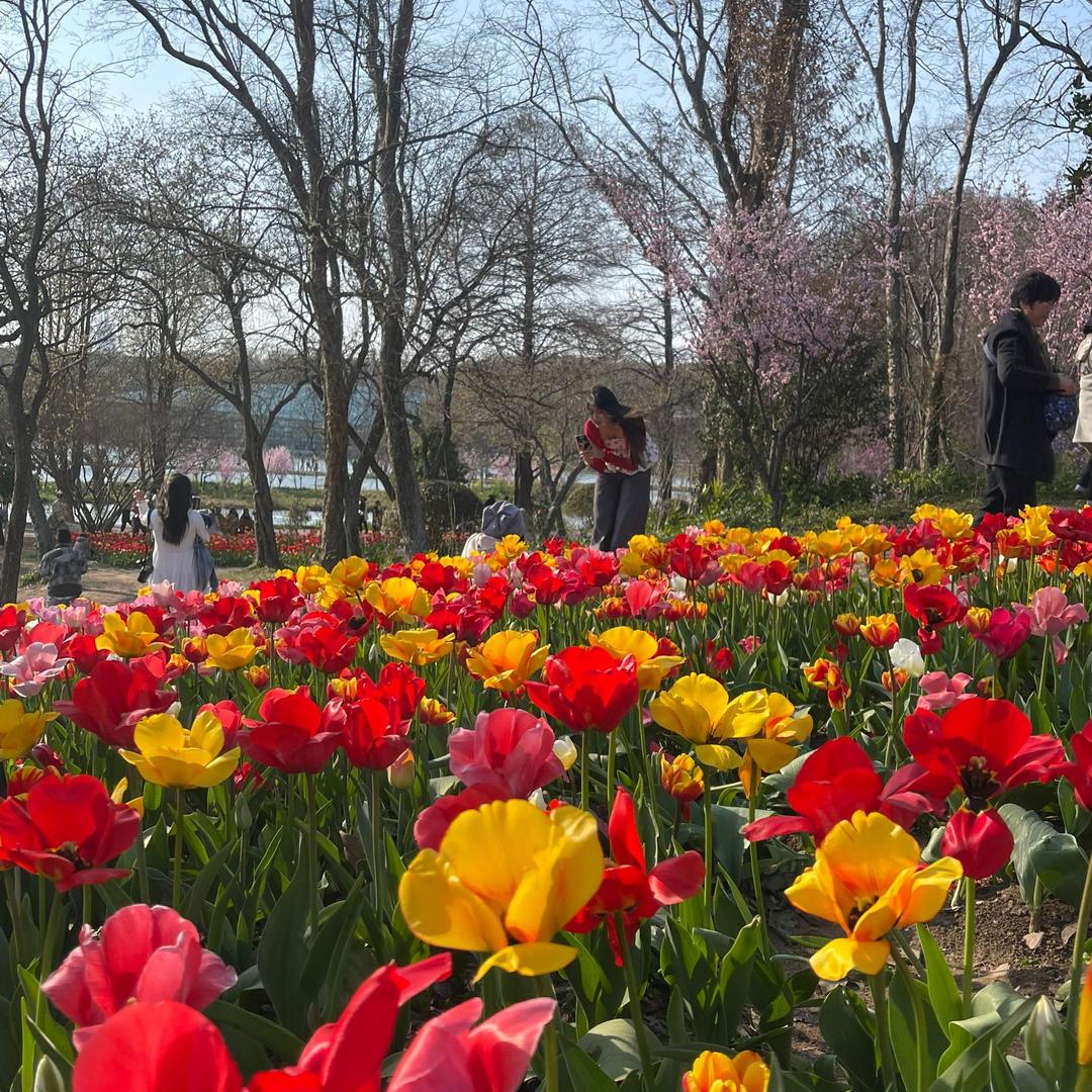 富贵花开
