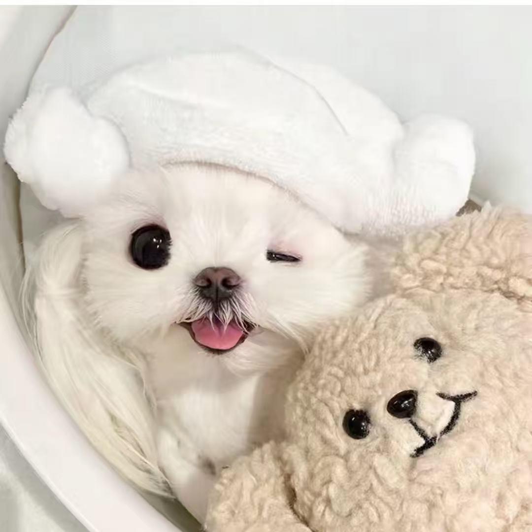 小蛋宝