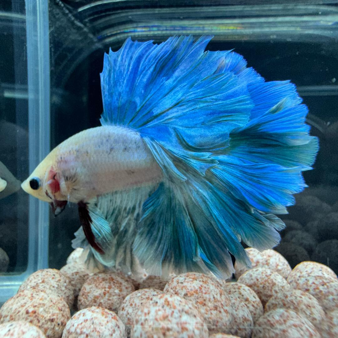 心心水族馆