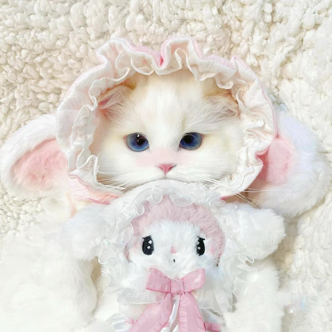 静雪🍓她和她的猫
