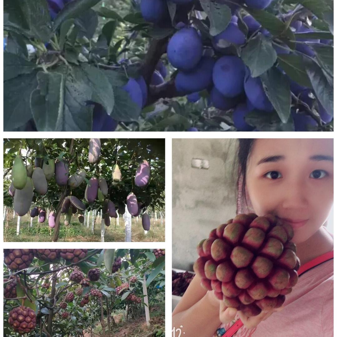 杨婷婷果苗铺