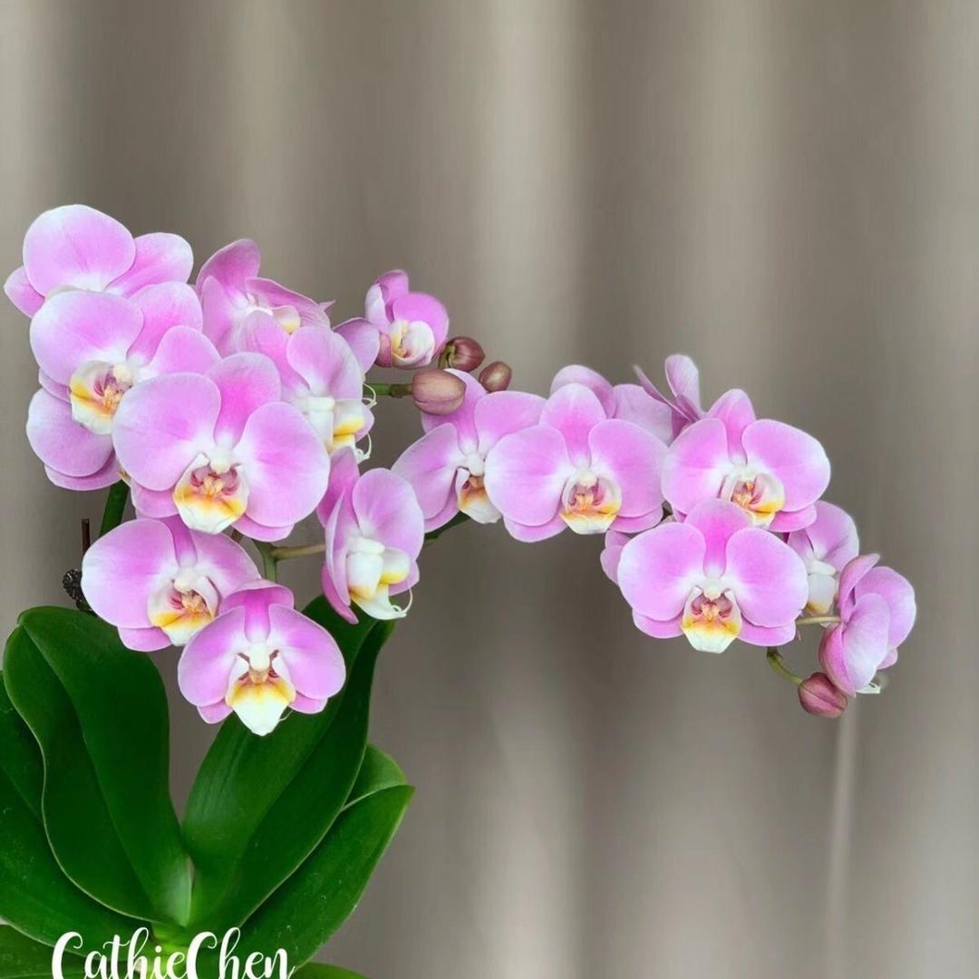 鑫辉花卉