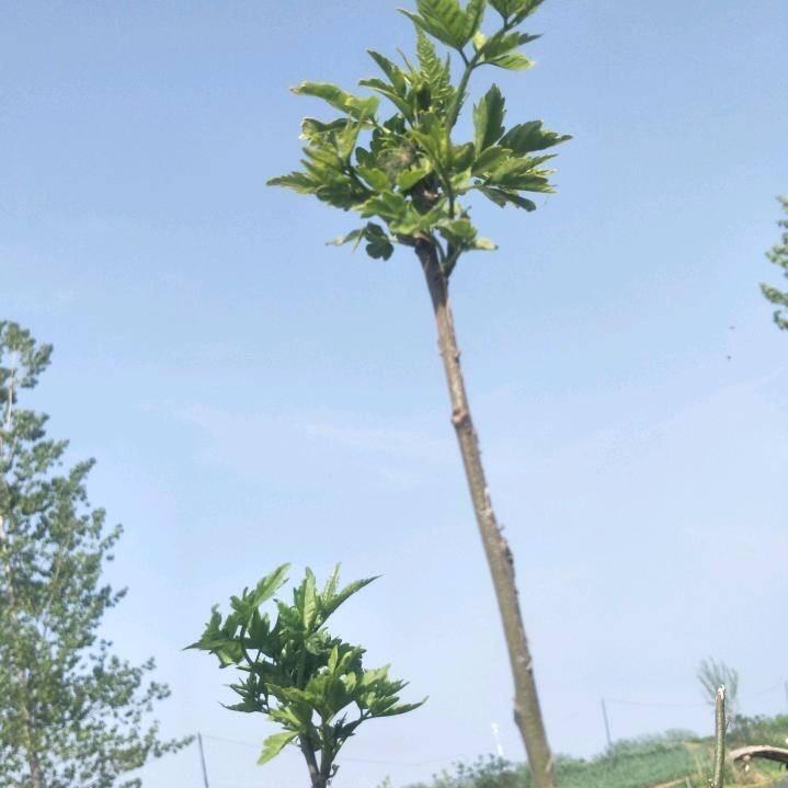 马踏飞燕
