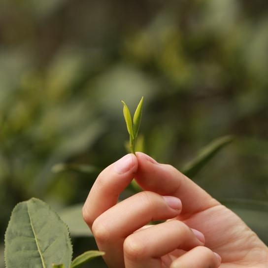 两溪草堂安吉白茶
