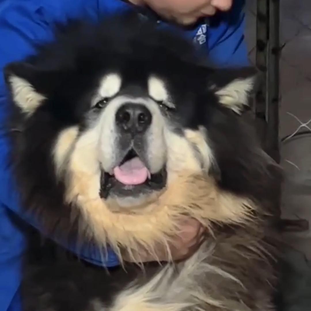 熊猫萌宠(锦绣花园店)官方号