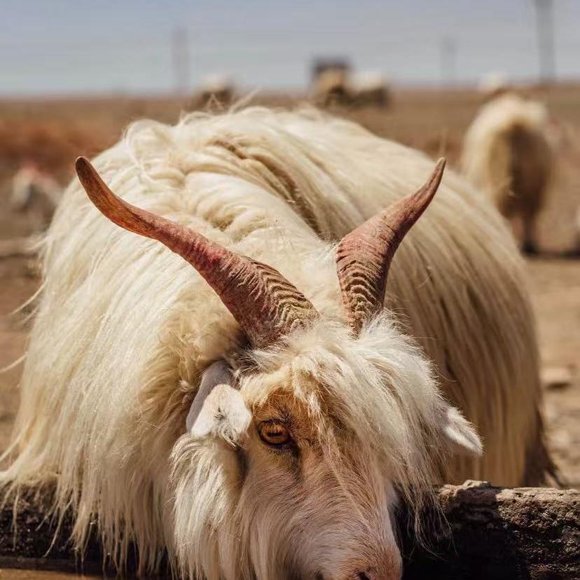 臻绒羊毛保暖店