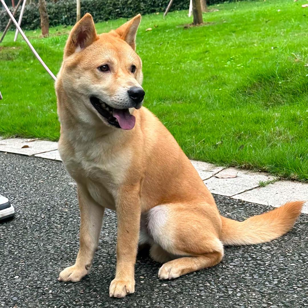 中华田园犬（代淘）