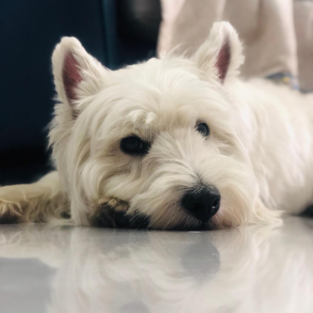 🦁欧了个欧🦁