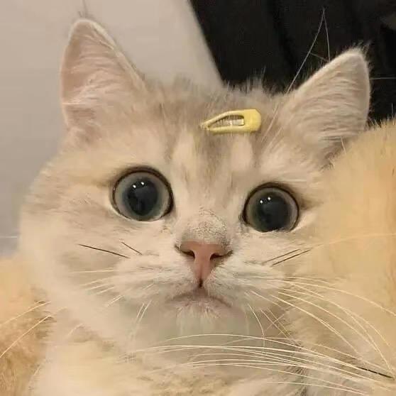 𝙆𝙤𝙞魚