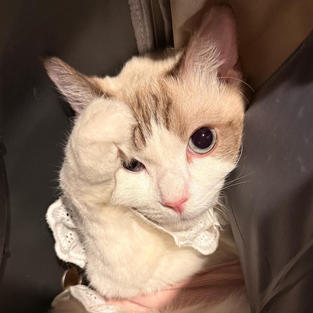 冷漠无情的粘人小狗