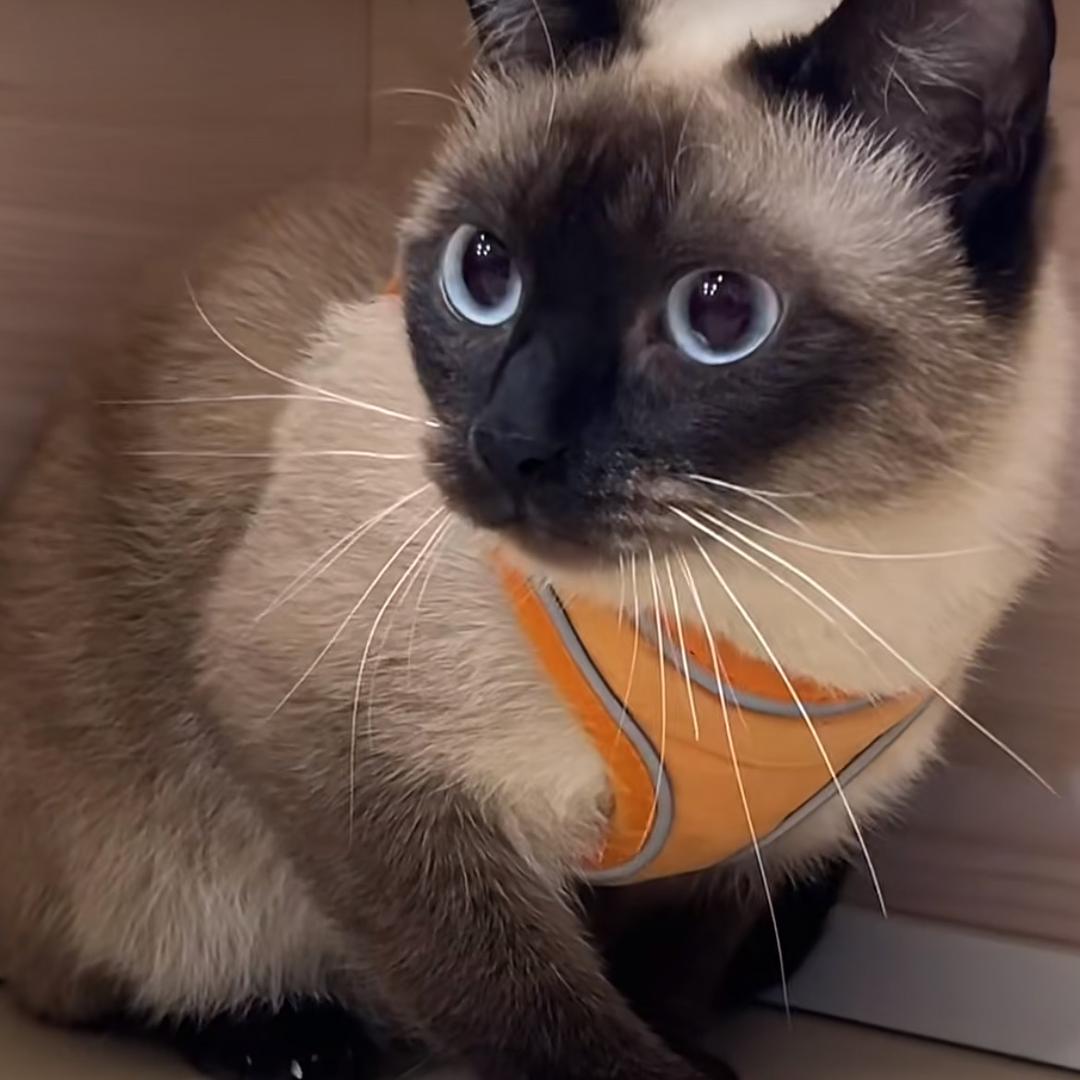 泰国佬是叽逻辑猫