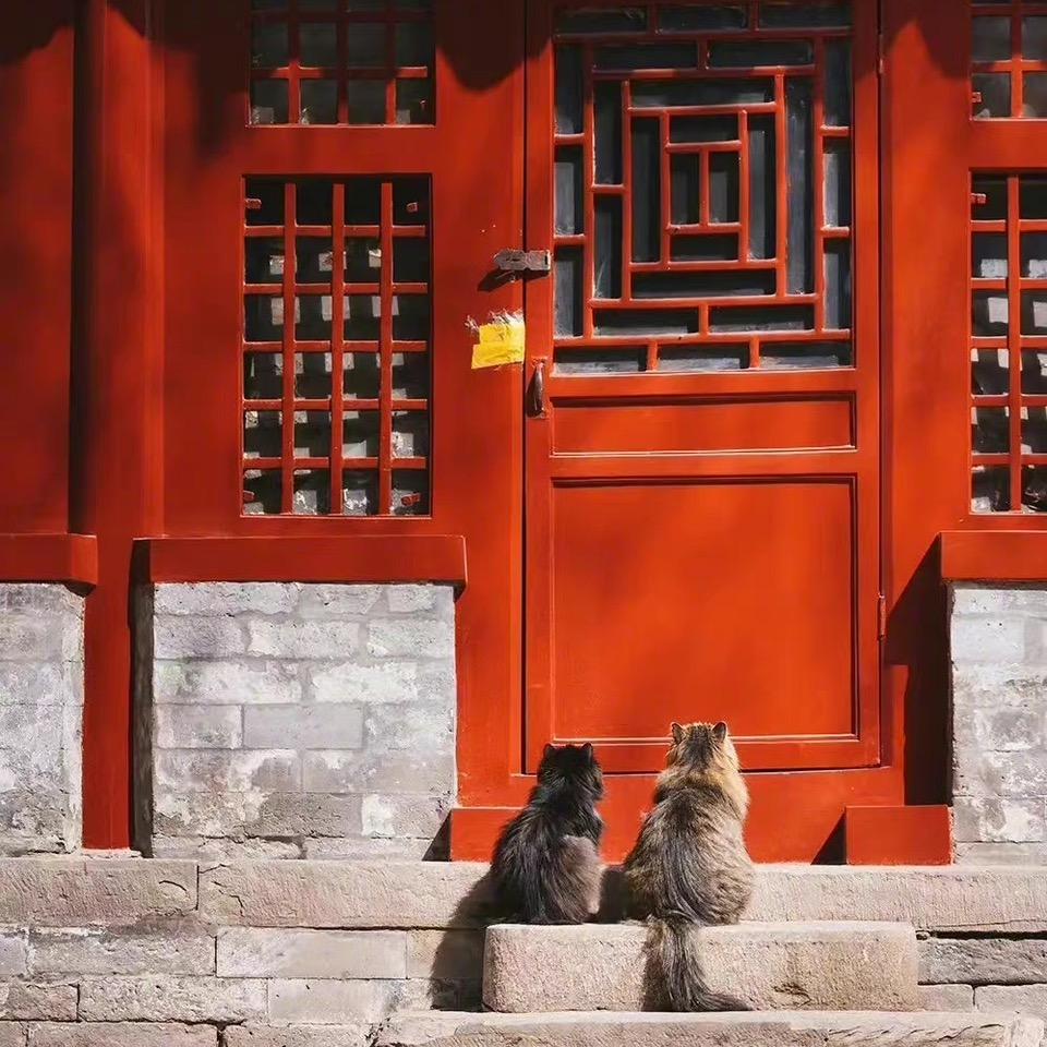 赵赵