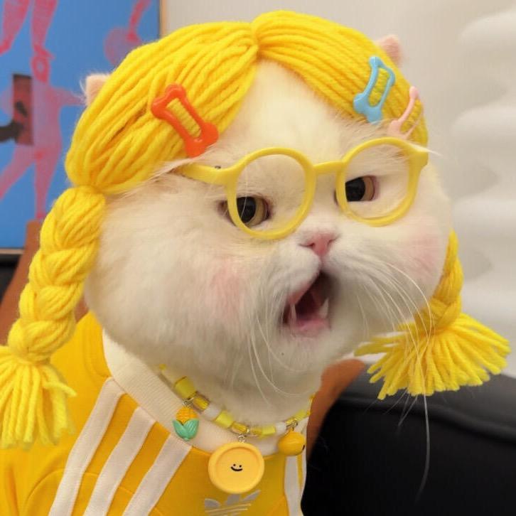 懿纤-幸运的天才猫猫