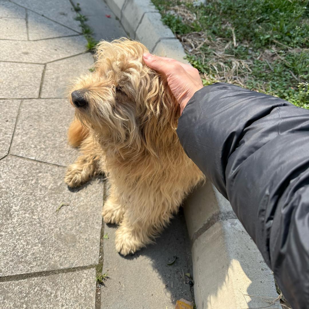 飘落的树叶子