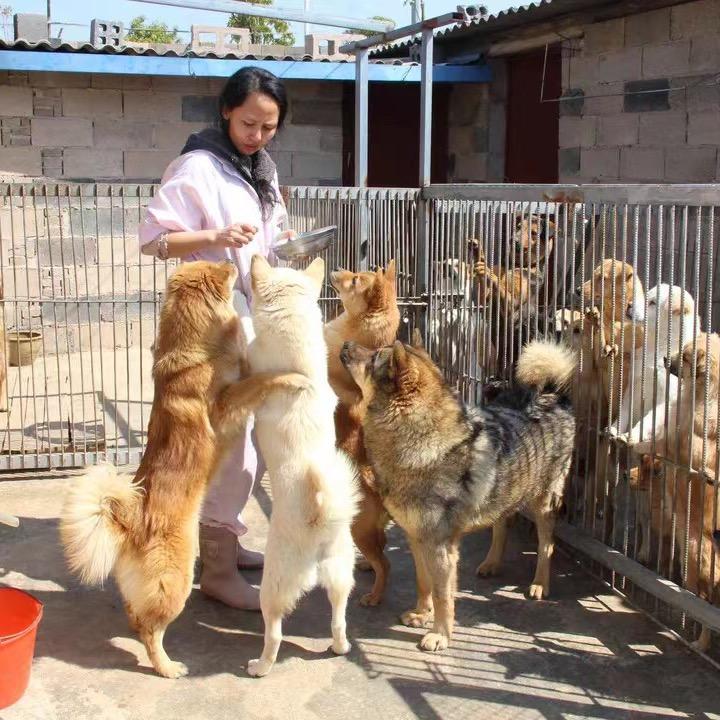 流浪动物救助-珍珠姐