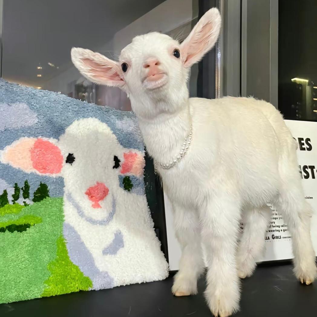 _阿里嘎多美羊羊桑🐑