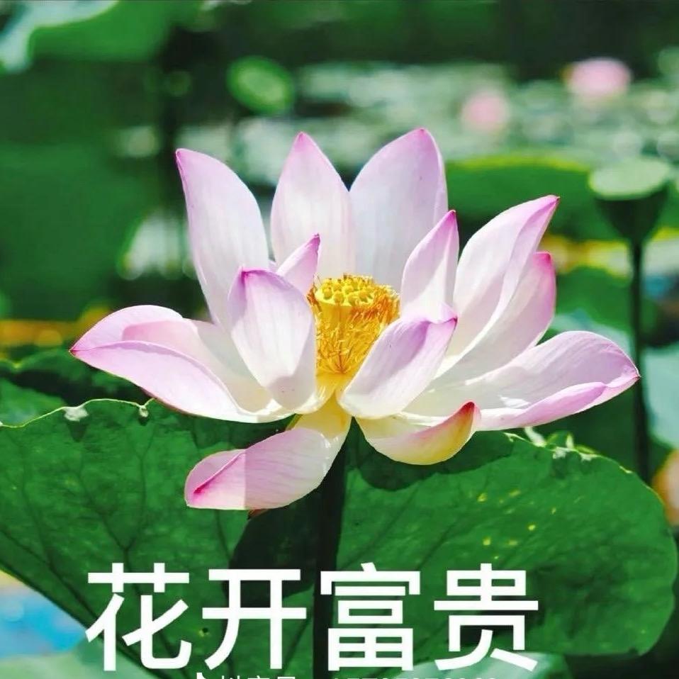 海.