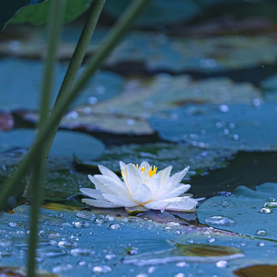 水中莲🪷