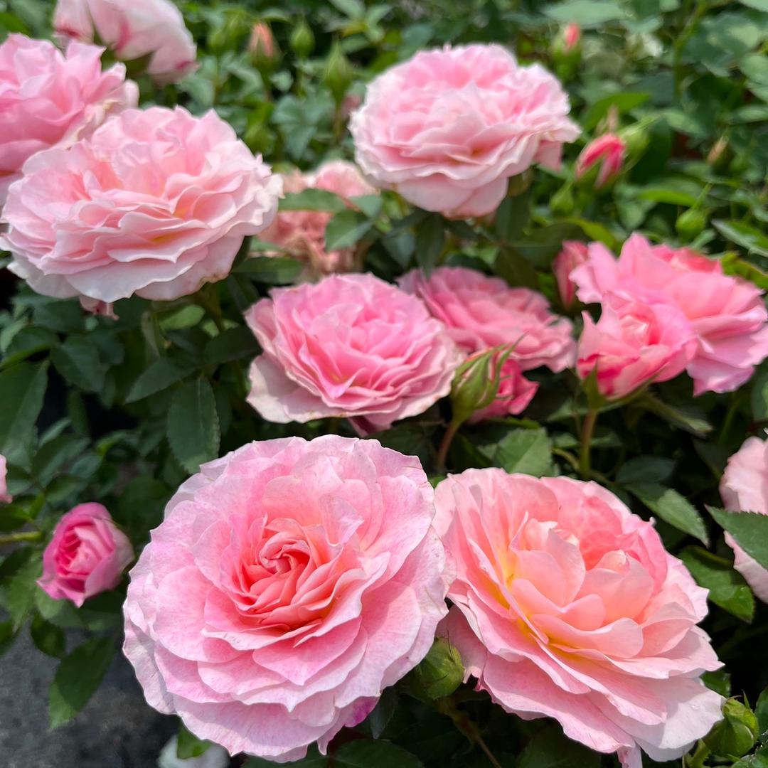 百合花集
