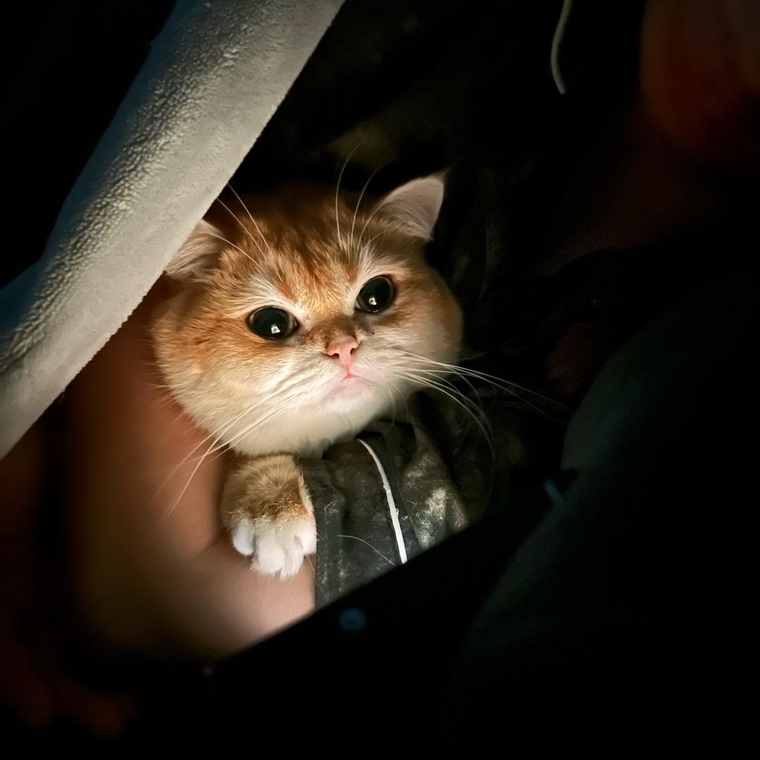 怪咖（泉州煦达豪车）