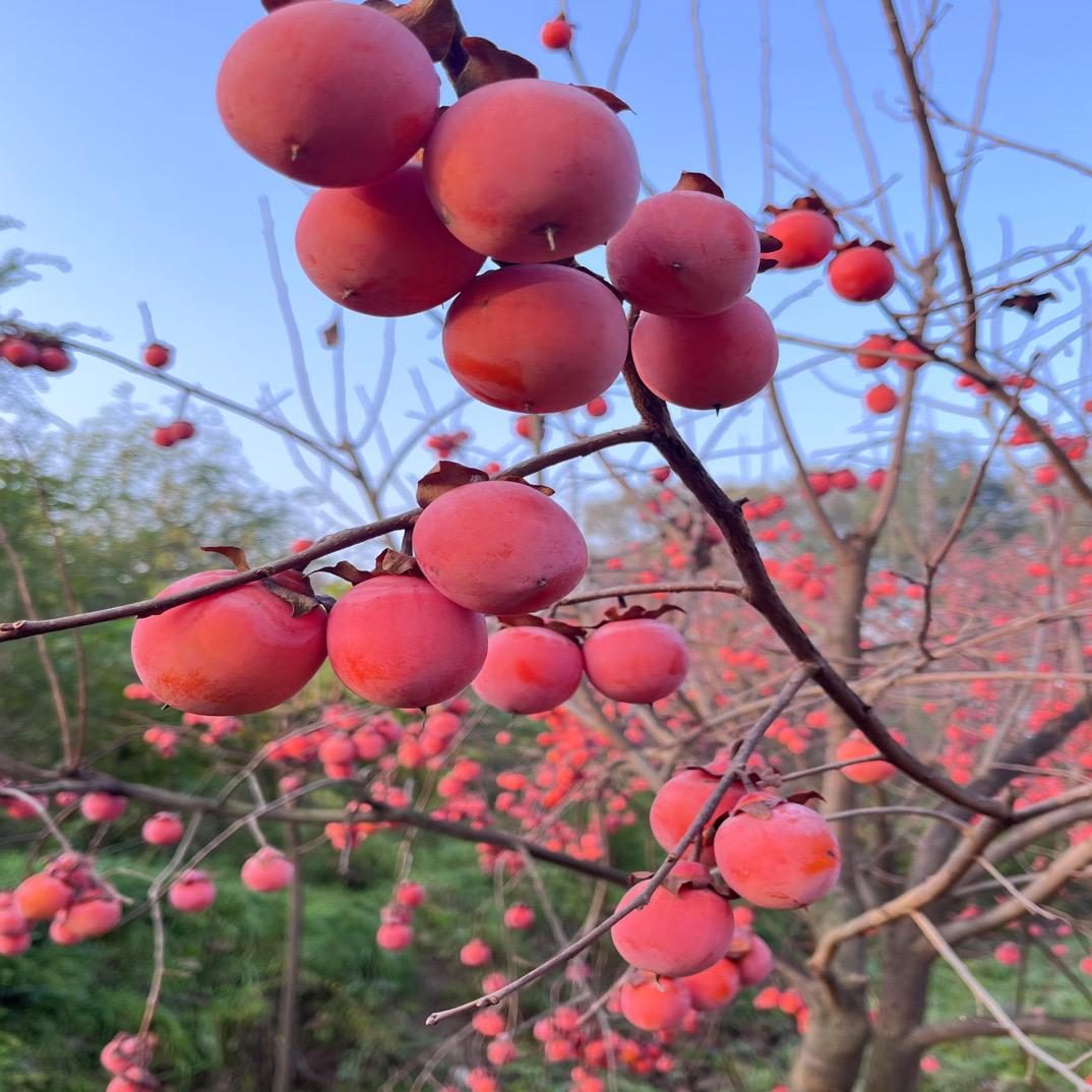 平邑县浚源花卉苗木中心（个人独资）企业店