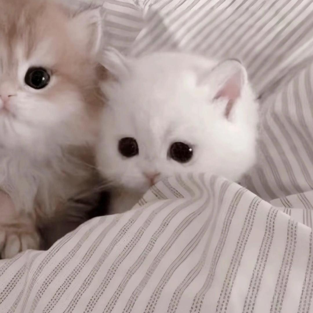 小瞬