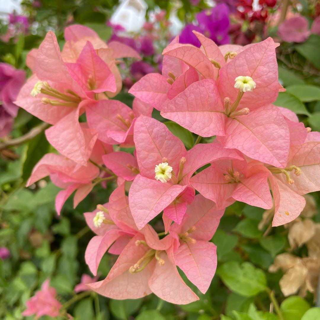 三花空间