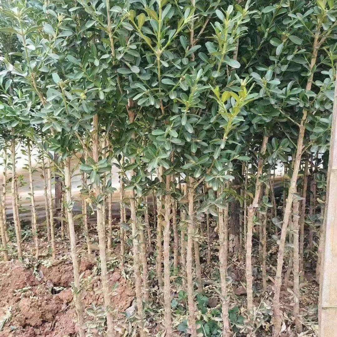 卖沂蒙山小叶瓜子黄杨的小妹