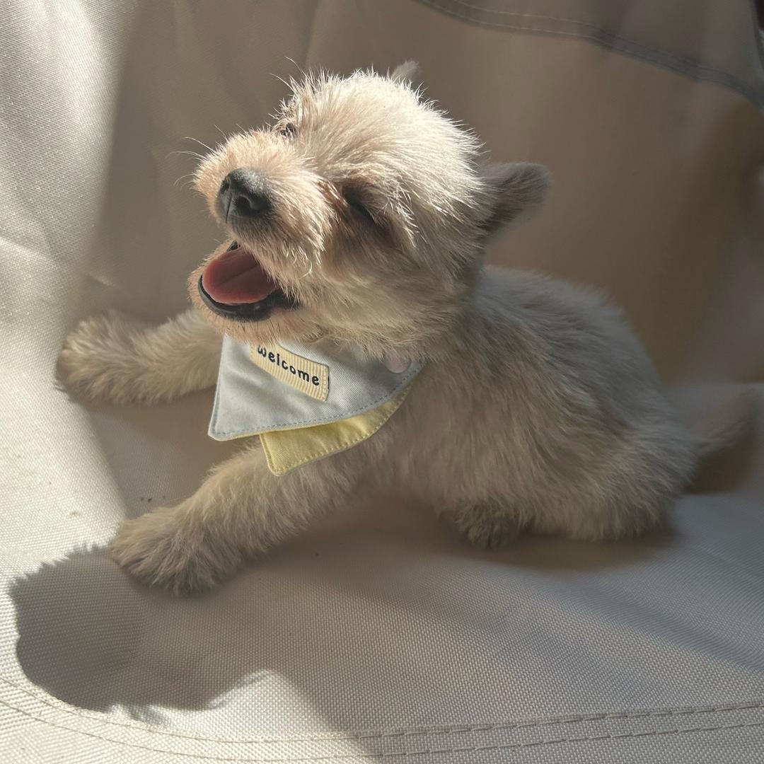 养一只旺财🐶