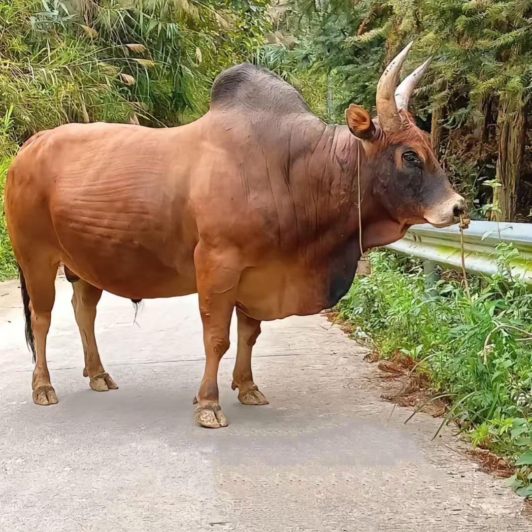 呗哝生鲜