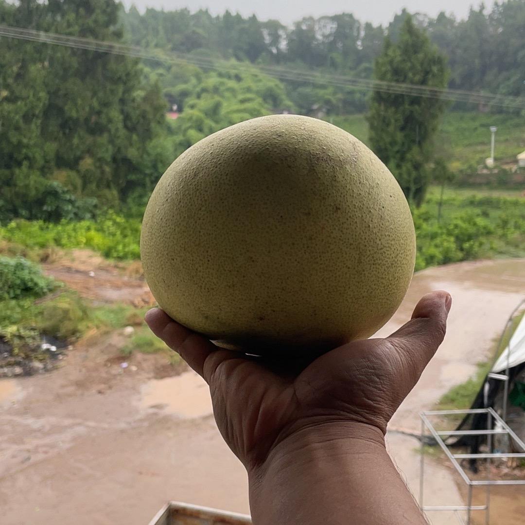 广建苗圃专营店