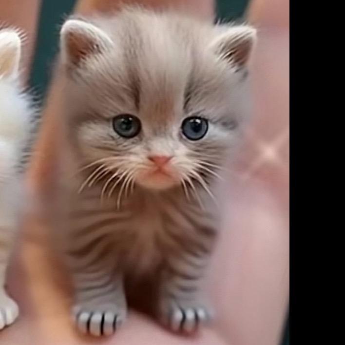 单身猫