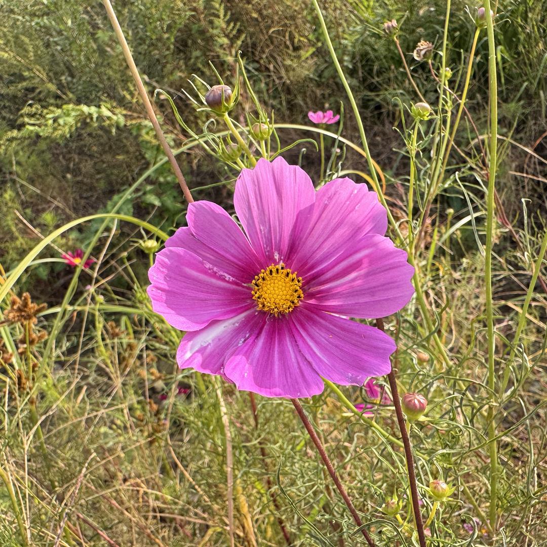 避雷海宁七七水貂专业改染