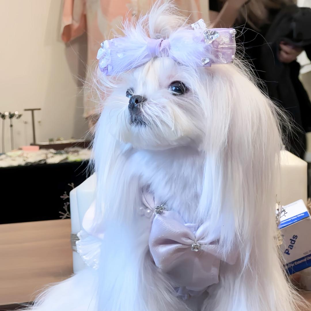 芋圆江江