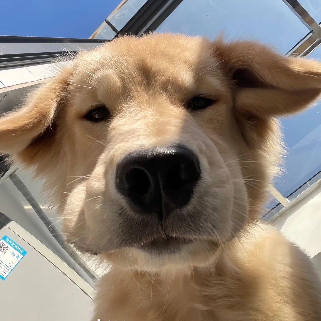 忧郁的狗头