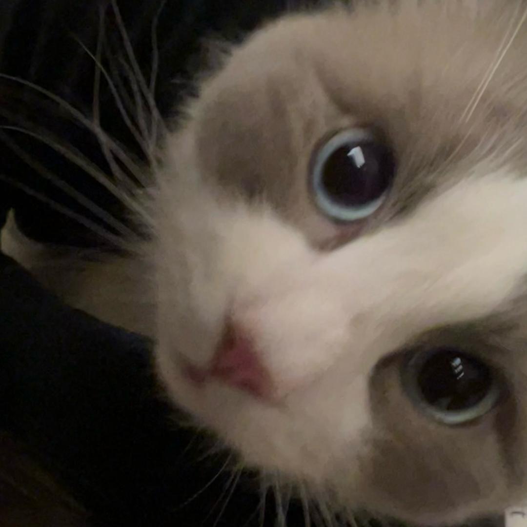 我的小猫真好看(见过邓紫棋版)