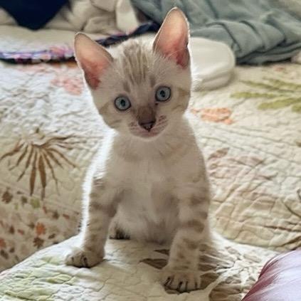 剪刀手✌️爱德猫