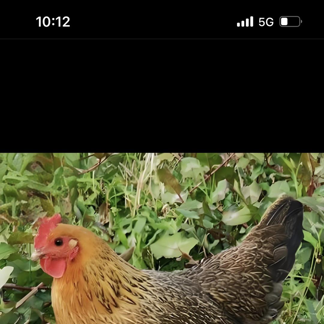 沐玲青精选小铺子