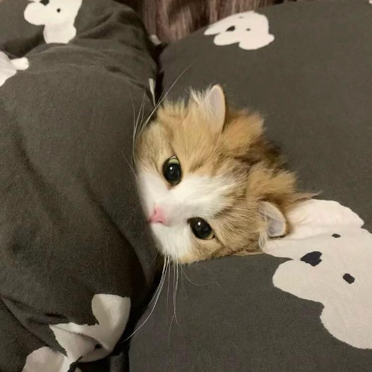 懿酱