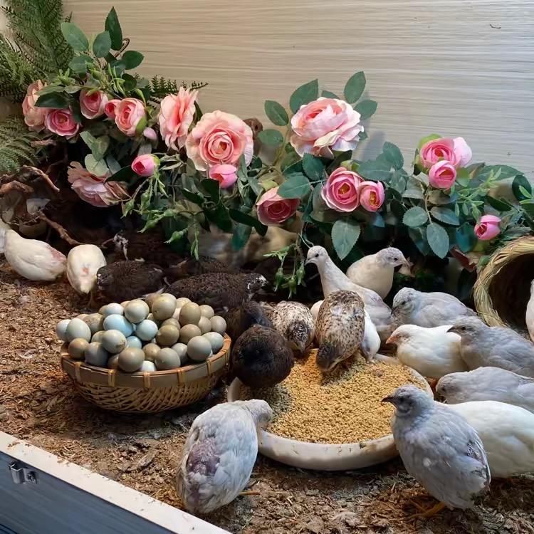 芦丁鸡养殖基地